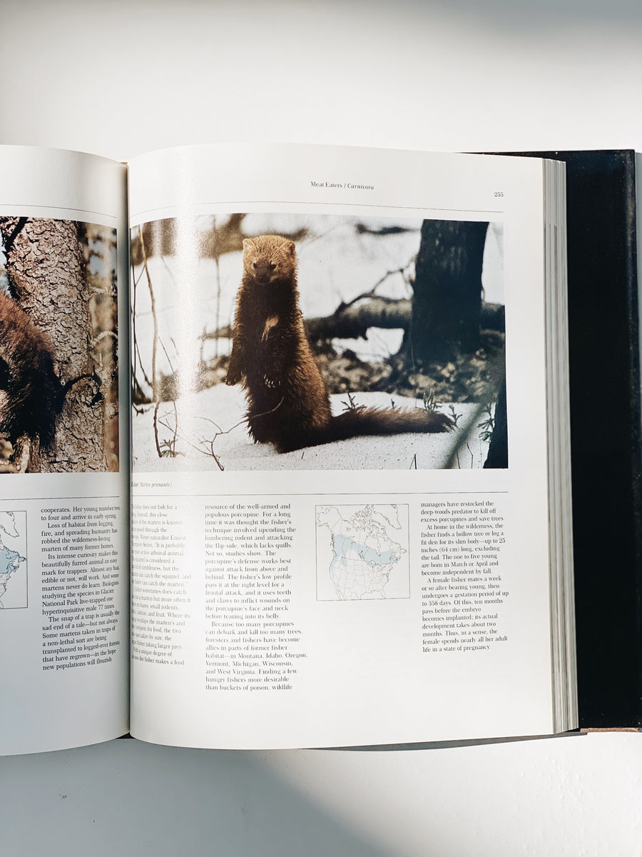 Wild Animals Book
